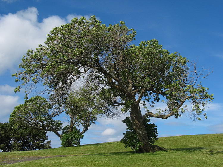 1200px-Tree_example_VIS